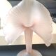 Large Italian Vase, Jack in the Pulpit corolla neck, Murano style
