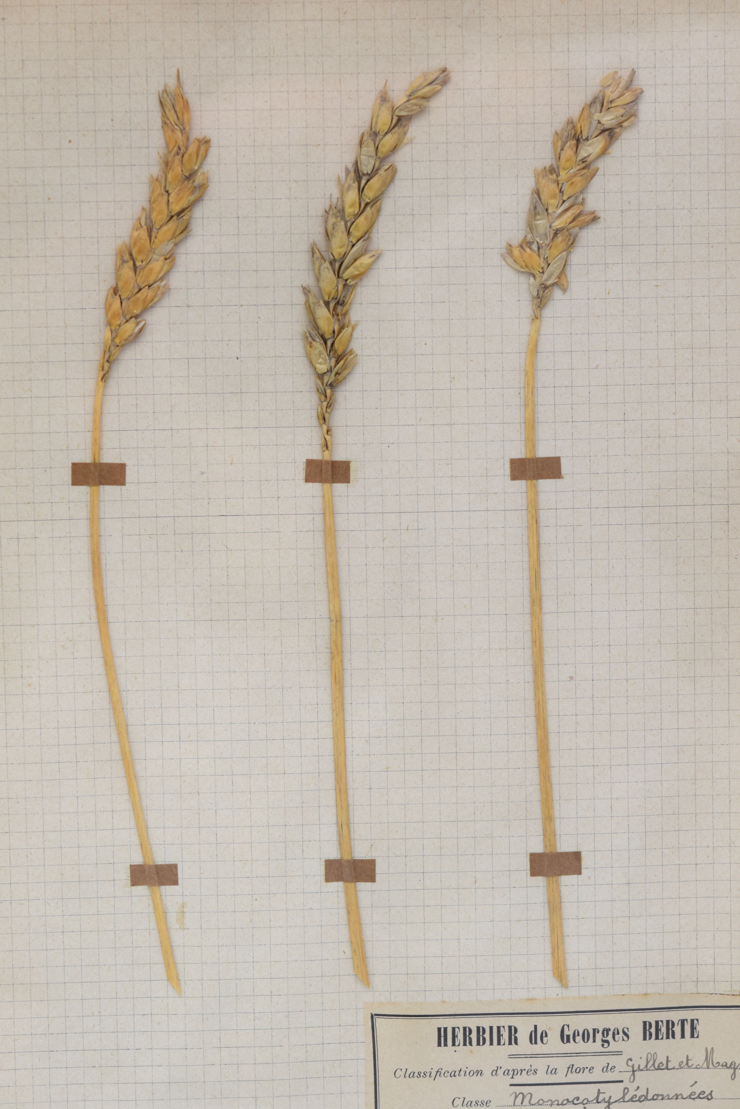 George Bert Herbarium