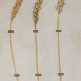 George Bert Herbarium