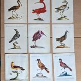 9 bird illustrations