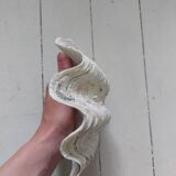 Bivalve