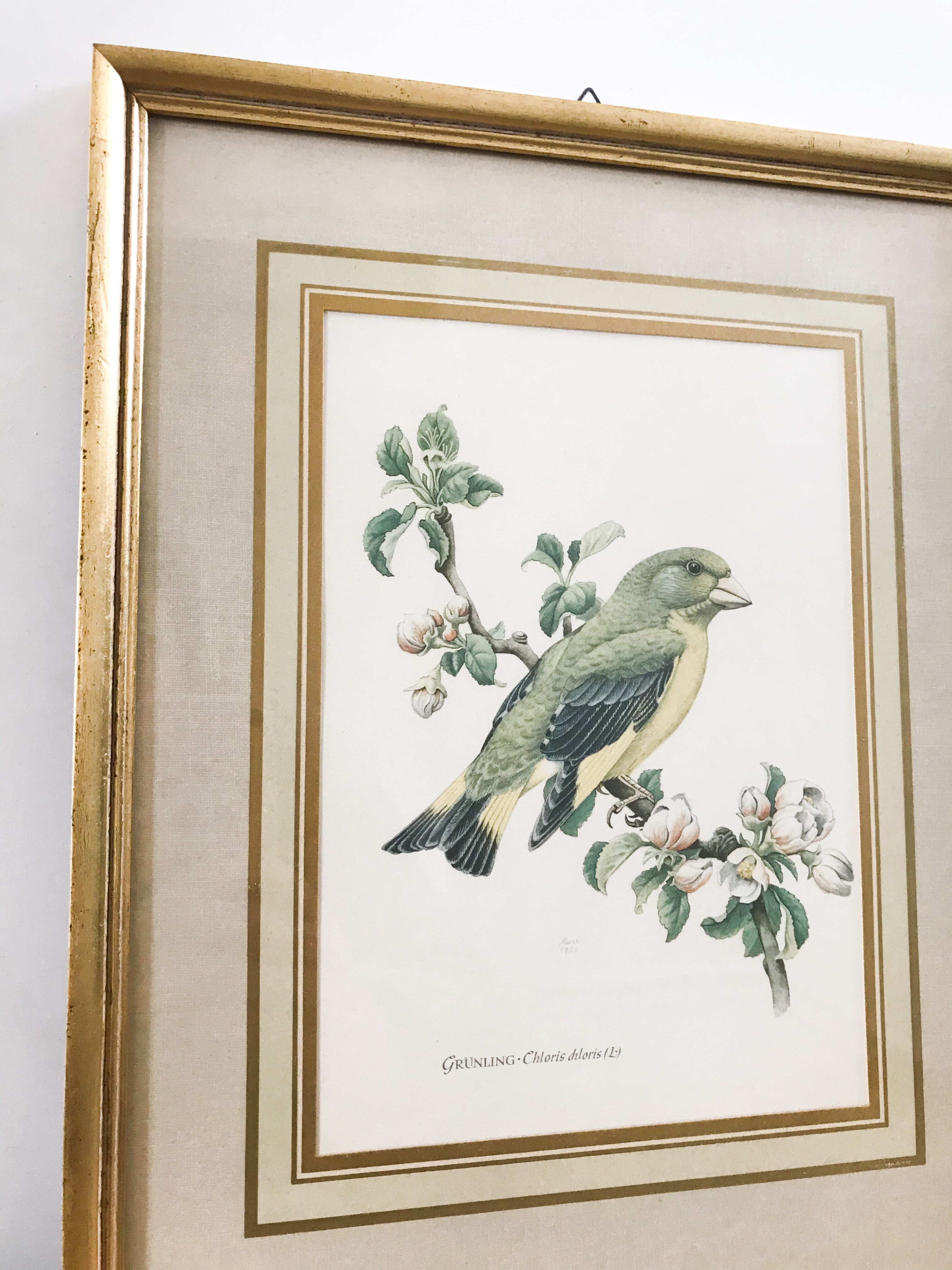 Illustration oiseau