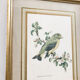 Illustration oiseau