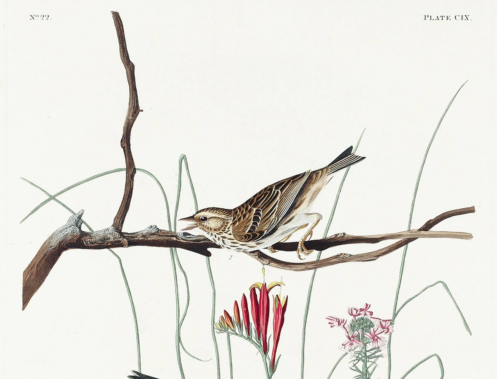 Poster about the Meadow Bunting, based on an old engraving from 1827.