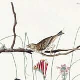 Poster about the Meadow Bunting, based on an old engraving from 1827.