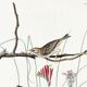 Poster about the Meadow Bunting, based on an old engraving from 1827.