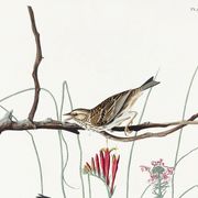 Poster about the Meadow Bunting, based on an old engraving from 1827.