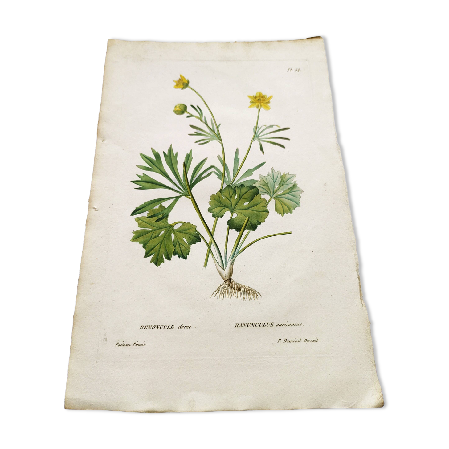 Antique botanical engraving from 1829 - Golden buttercup - By Poiteau. Flower