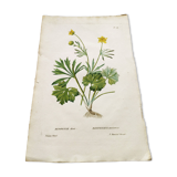 Gravure botanique ancienne de 1829 - Renoncule dorée- Par Poiteau. Fleur