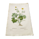 Gravure botanique ancienne de 1829 - Renoncule dorée- Par Poiteau. Fleur