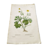 Gravure botanique ancienne de 1829 - Renoncule dorée- Par Poiteau. Fleur