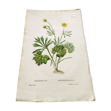 Antique botanical engraving from 1829 - Golden buttercup - By Poiteau. Flower