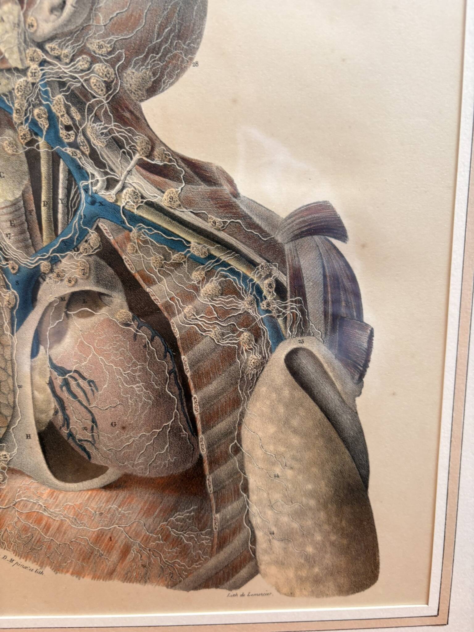 Old Print Engraving Lithograph Anatomy XIX Framed BOURGERY Lemercier