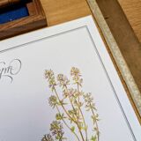 Printed in 1995, the Thyme. Vintage Botany.