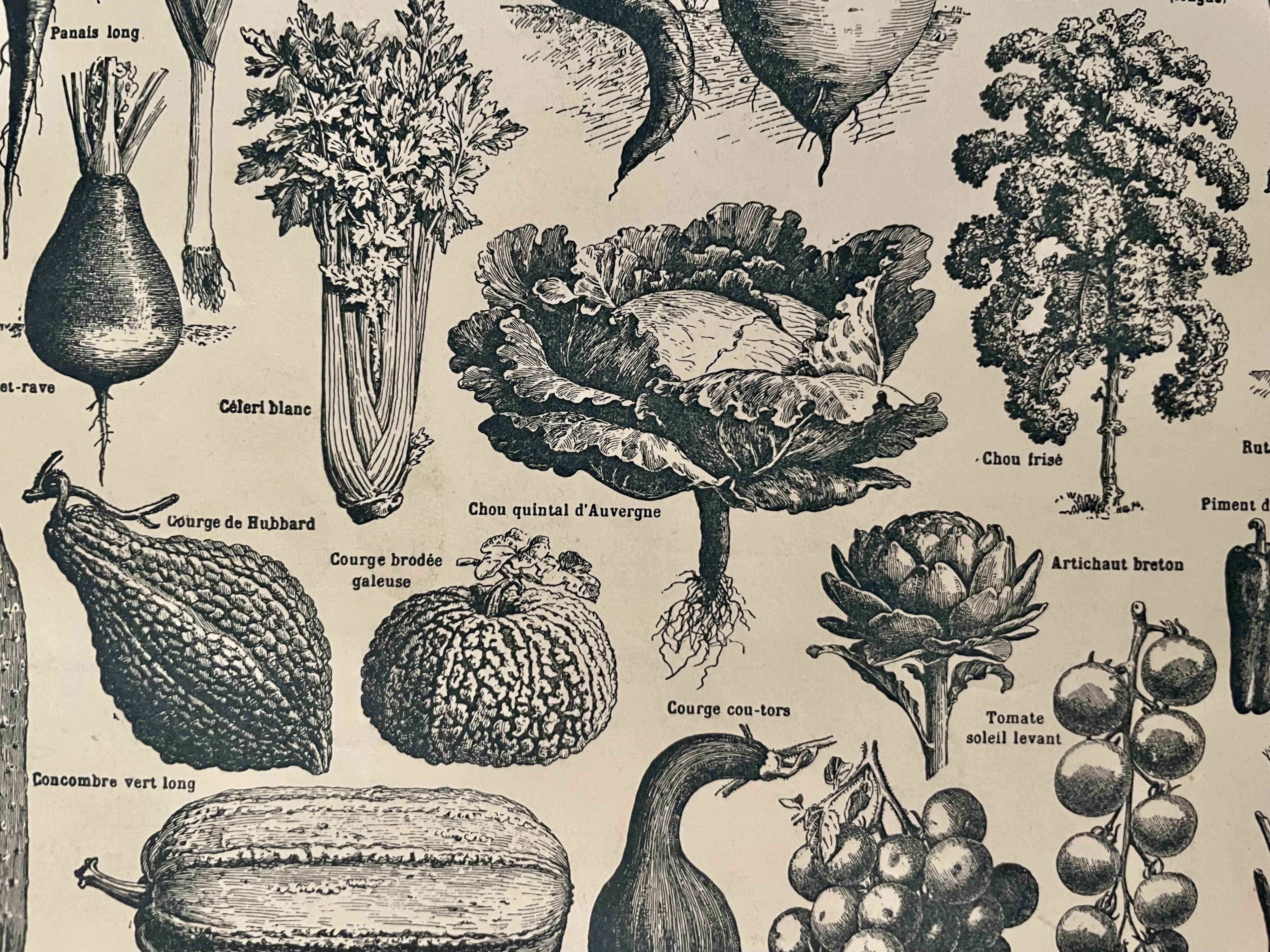 Lithographie sur les légumes et plantes potagères de 1922