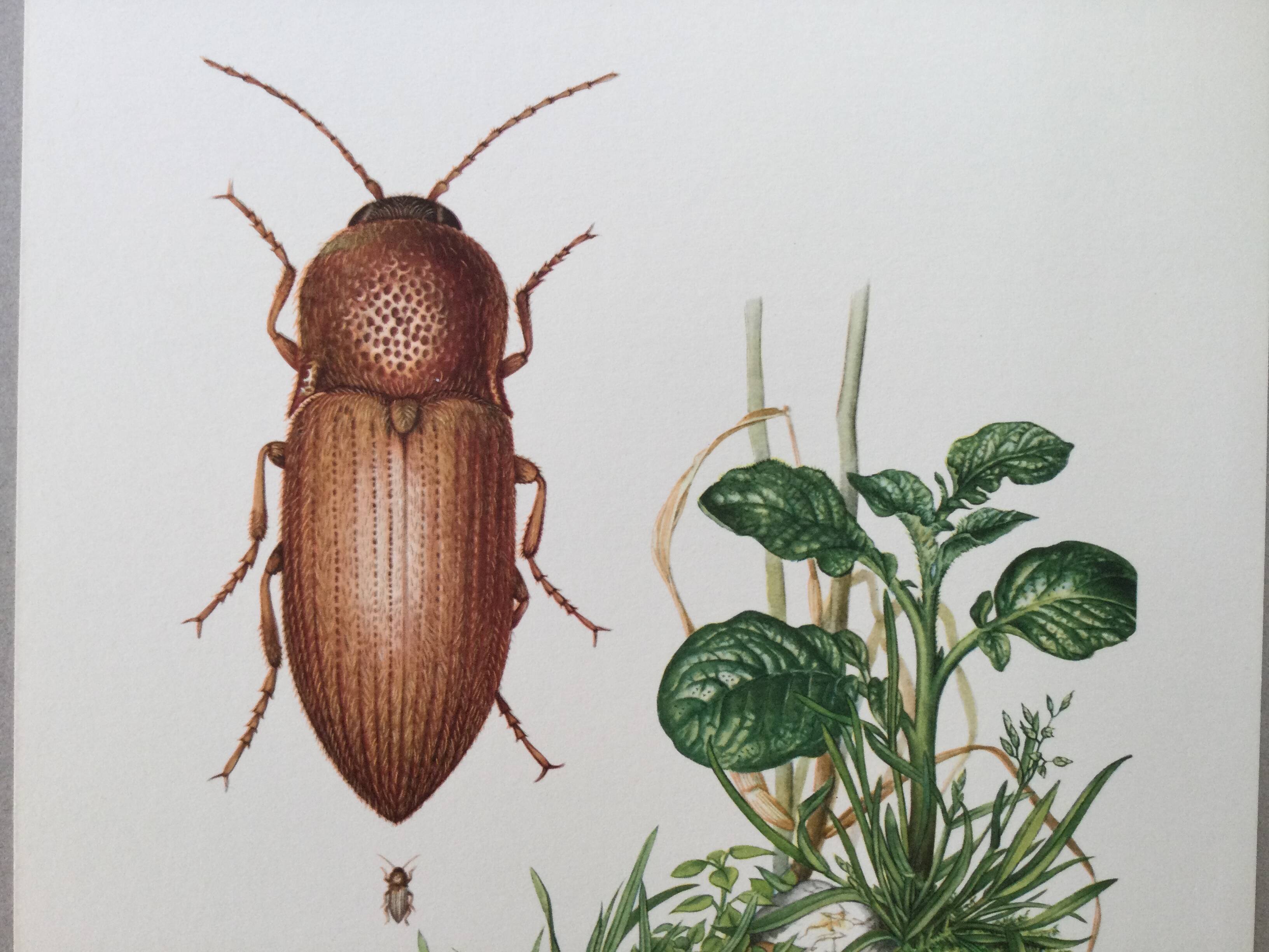 Vintage insect print, Original plate 1969.