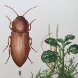 Vintage insect print, Original plate 1969.