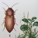 Impression insectes, planche originale 1969
