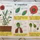educational poster biology "The cherry" and "The poppy" 50s