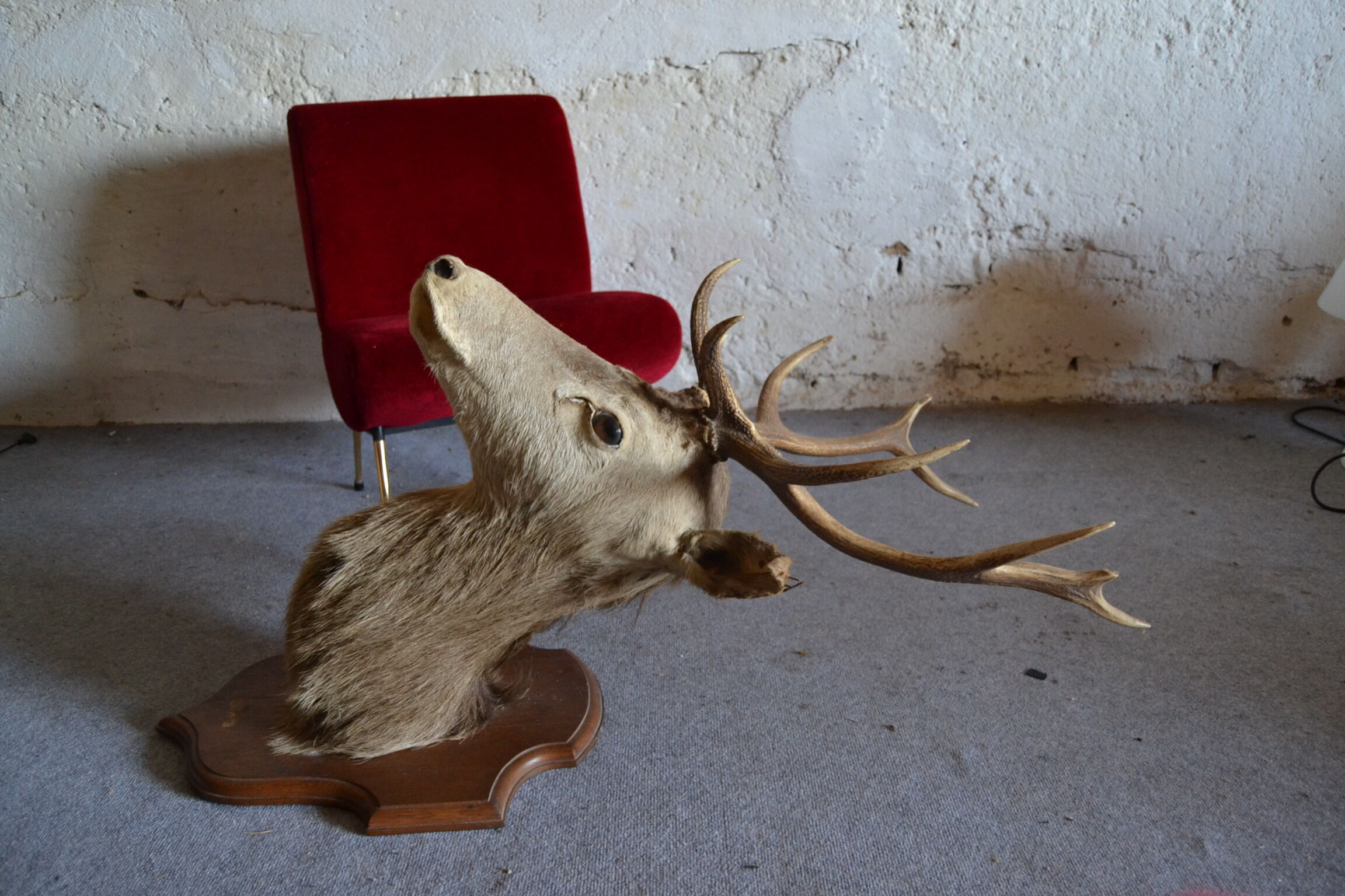 Taxidermy deer head hunting trophy