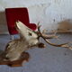 Taxidermy deer head hunting trophy