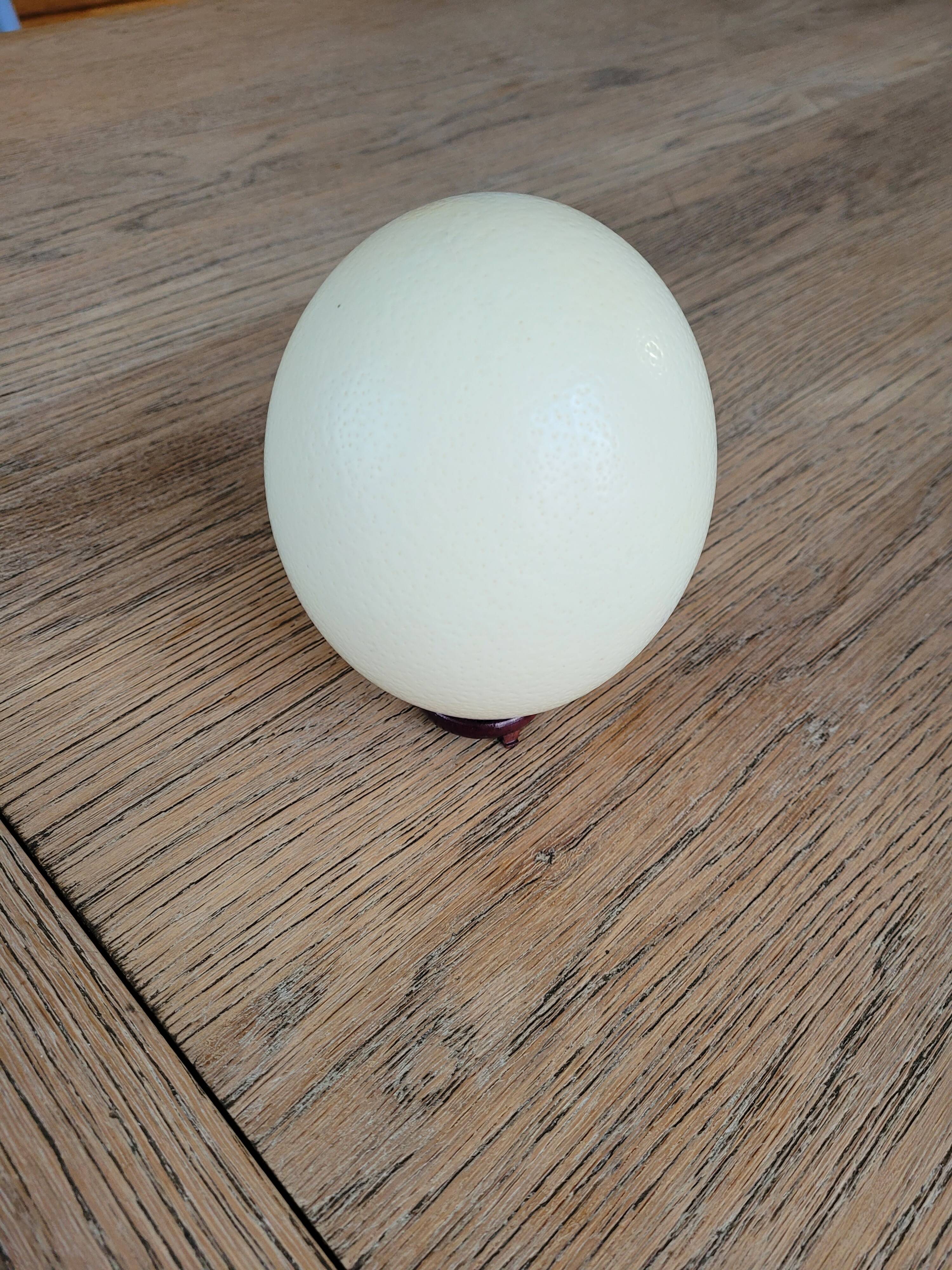 Large emptied Ostrich Egg.