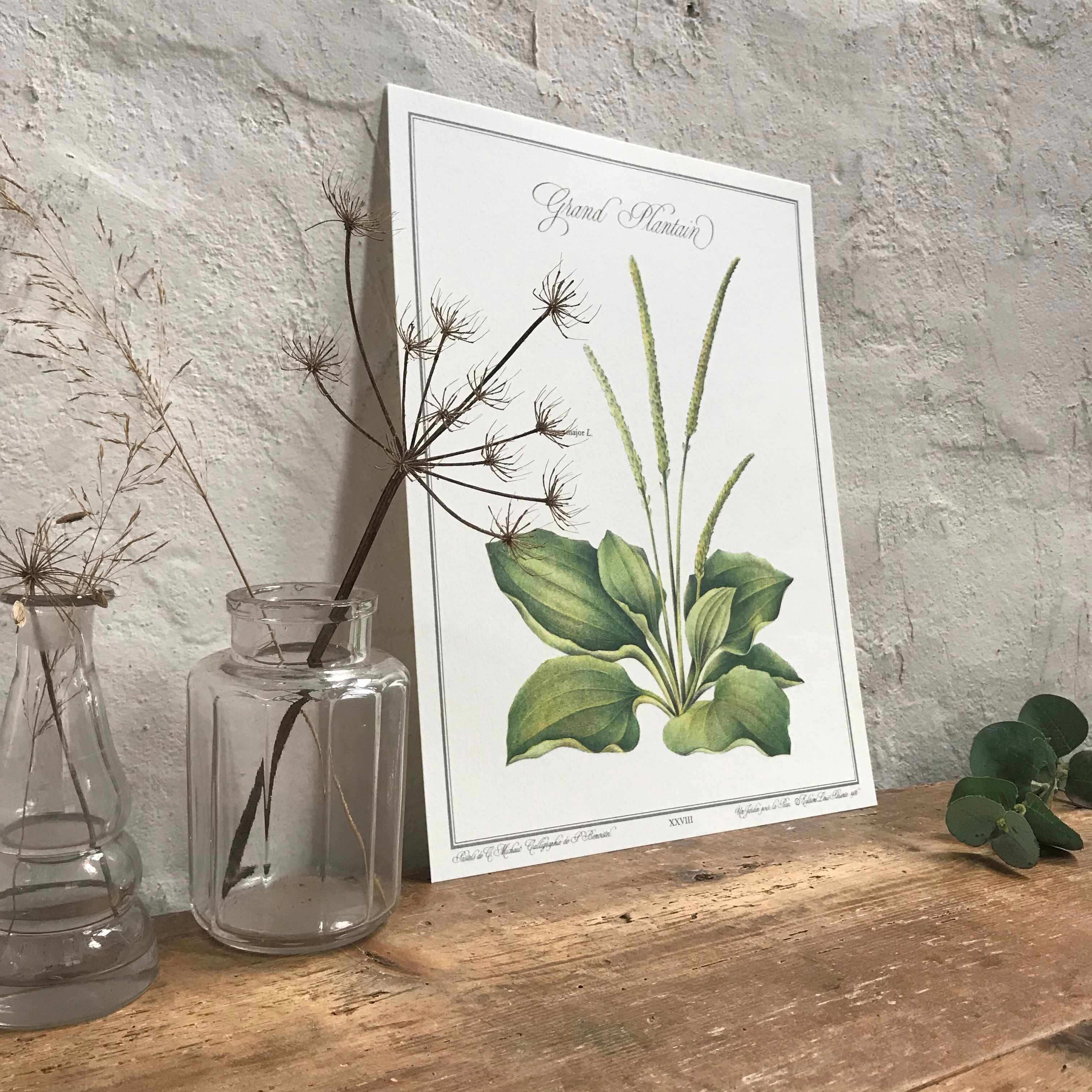 Botanical plank plantain