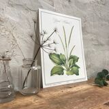 Botanical plank plantain