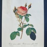 Affiche Rosier Mousseux par PJ Redouté
