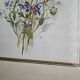 Lithographie bouquet de fleurs sauvages sous cadre doré