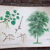 Old Botanical School Card Poplar-Aspen Tree