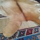 Cow skin carpet