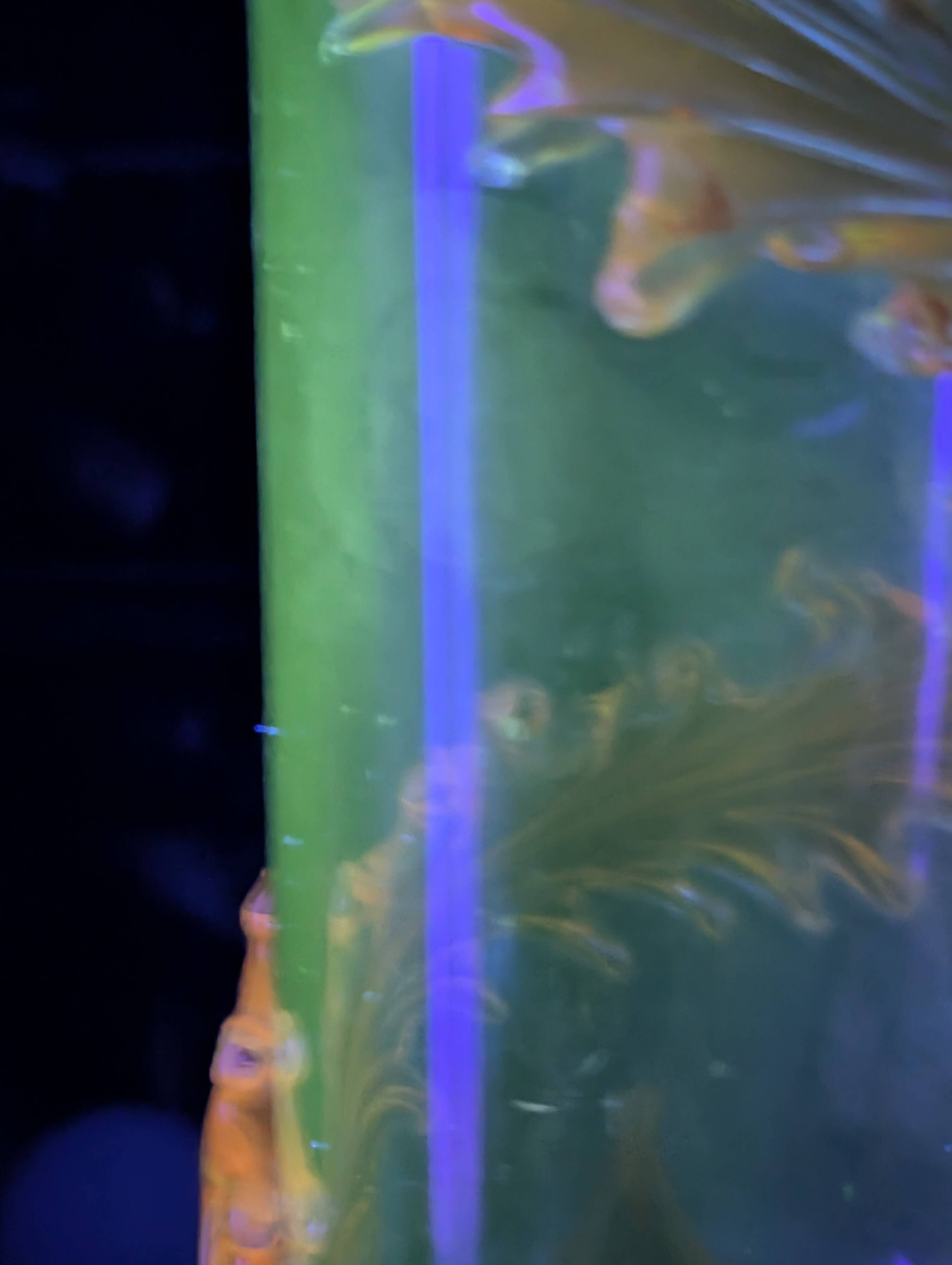 French Art Nouveau Uranium Glass Bottle with Applied Amber Leaves, c. 1900