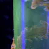 French Art Nouveau Uranium Glass Bottle with Applied Amber Leaves, c. 1900