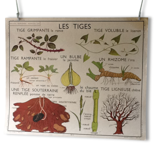 Affiche pédagogique vintage les tiges / les racines