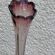 Soliflore vase in pink and purple glass, vintage corolla shape