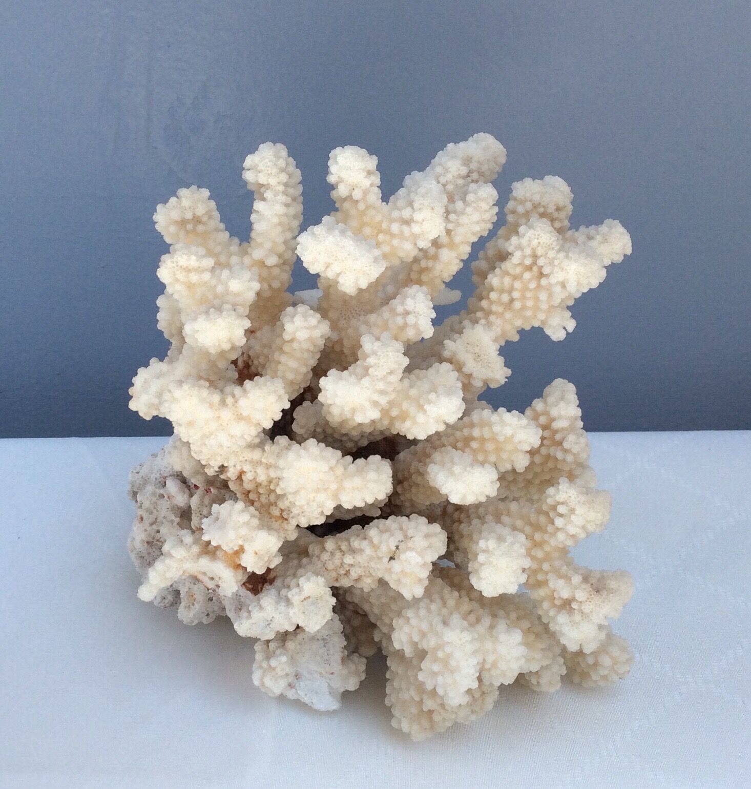 White coral