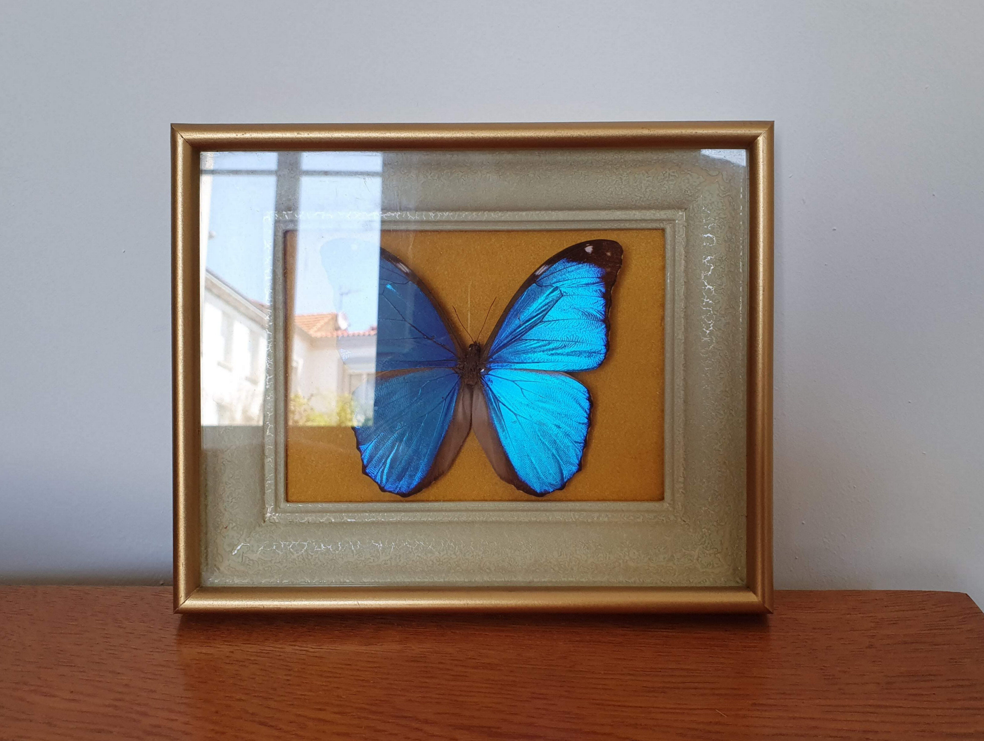 Butterfly naturalized golden frame