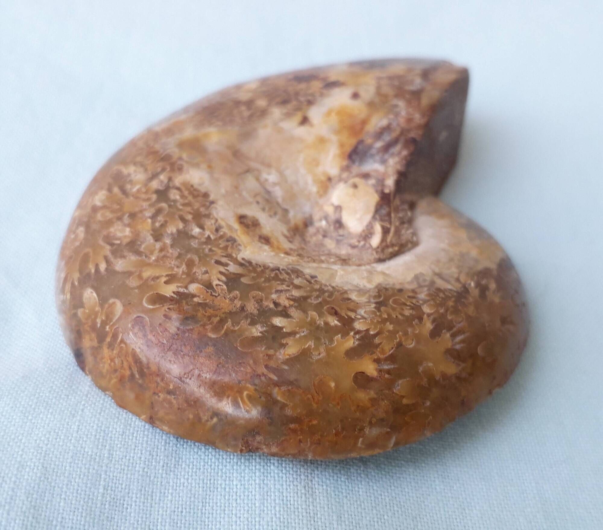 Fossil shell in stone