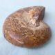 Fossil shell in stone