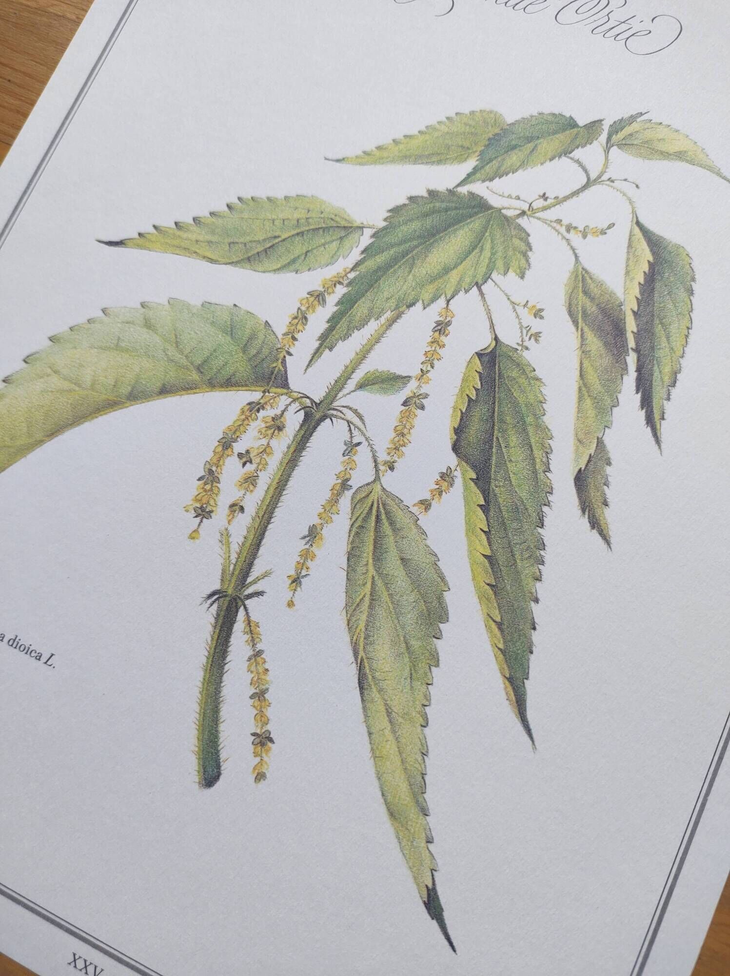 Botanical illustration -Great Nettle- Engraving of medicinal plants and herbs. Pastels by C. Michaut