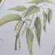 Botanical illustration -Great Nettle- Engraving of medicinal plants and herbs. Pastels by C. Michaut