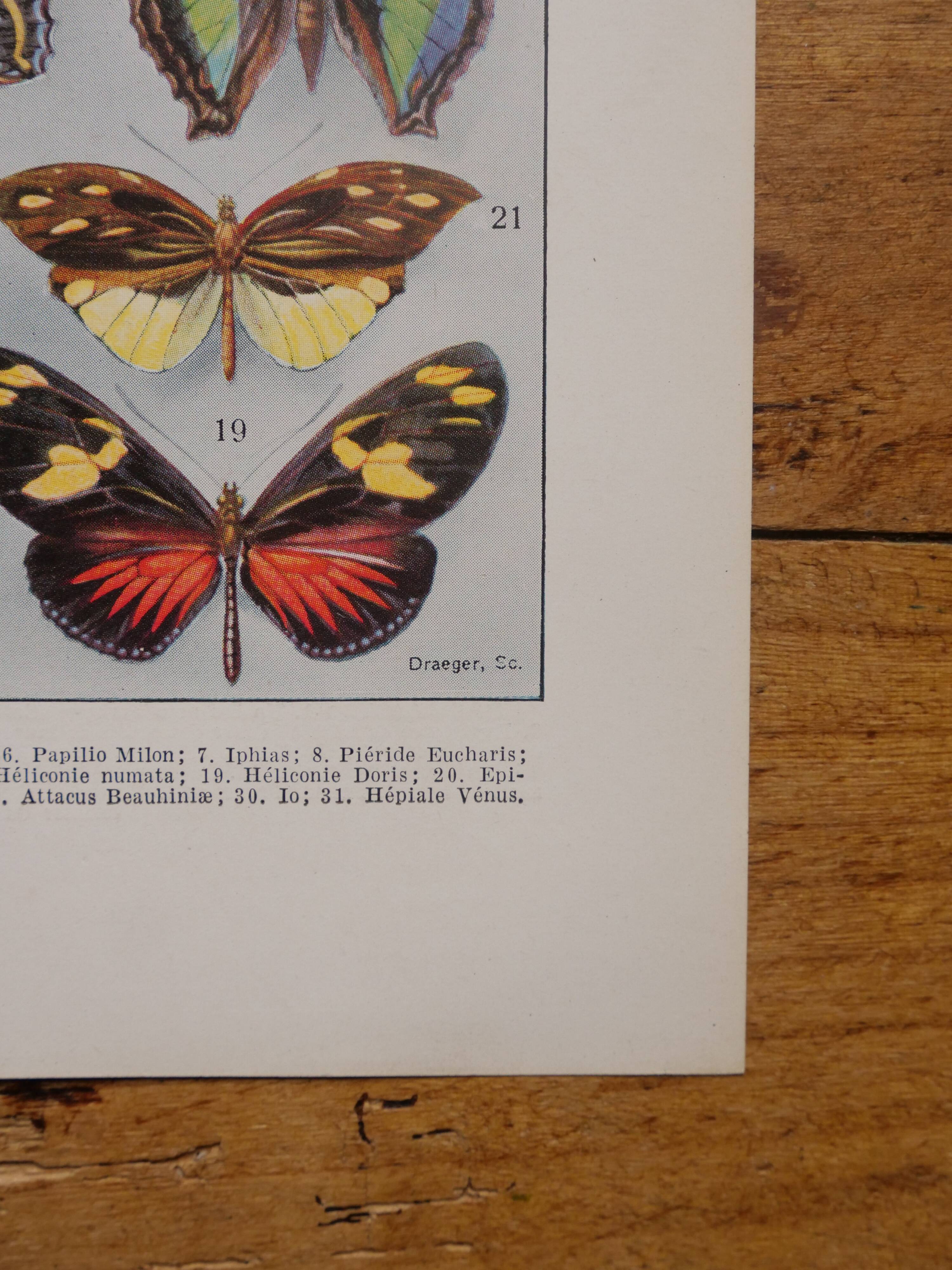 Original lithographs on butterflies