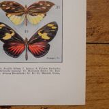 Original lithographs on butterflies