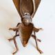 Ashtray fly brass vintage 1970