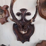 Set of 5 trophies horns