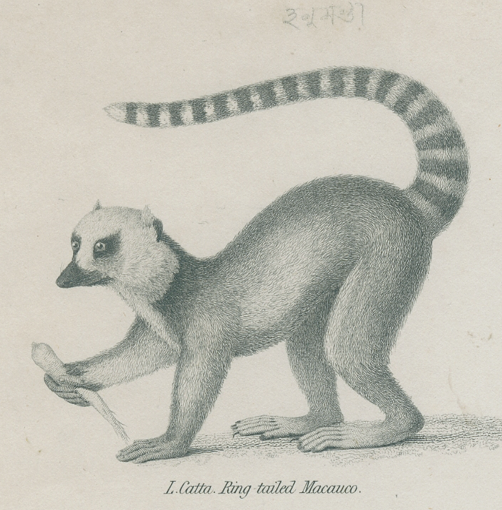 Antique engraving of primates xix