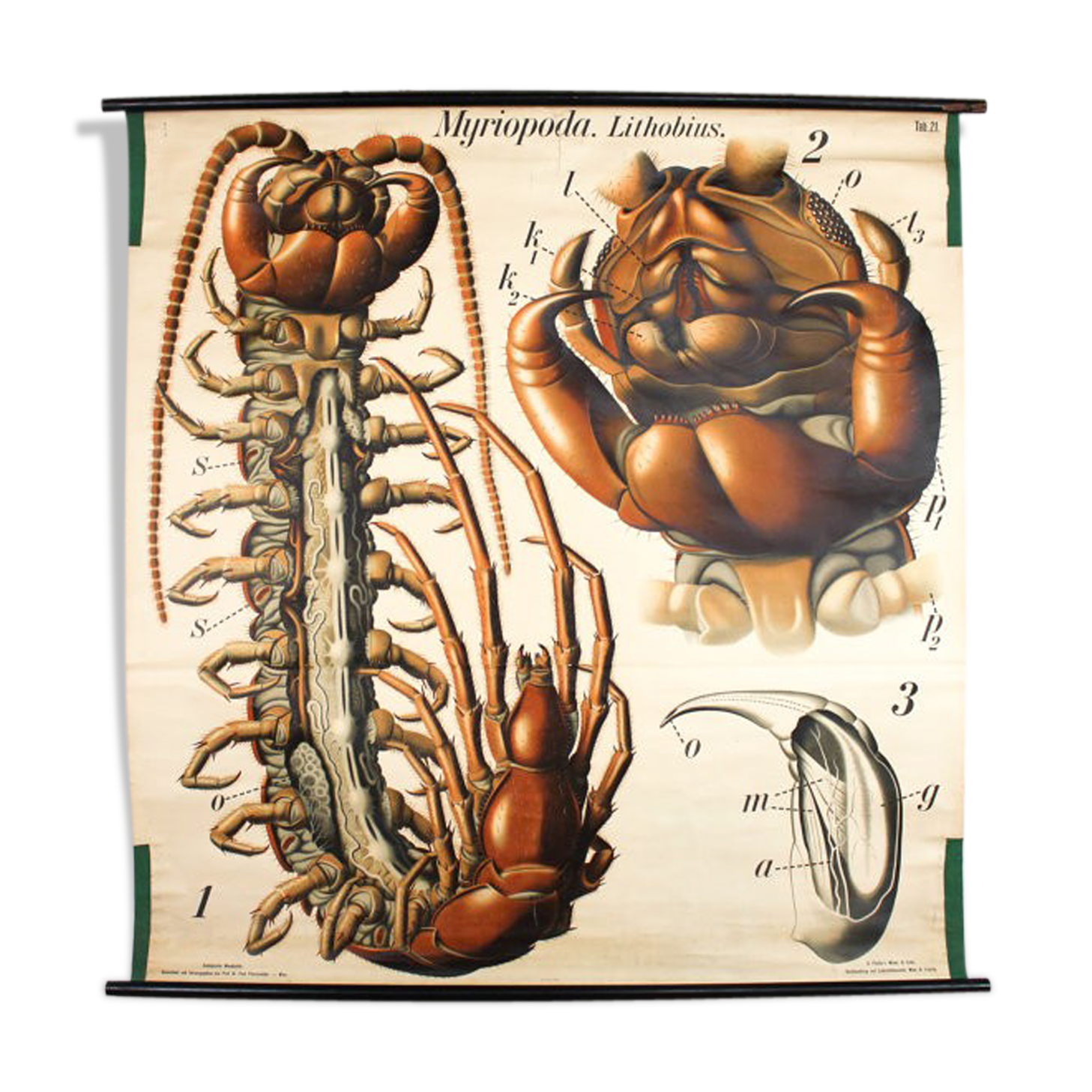 Poster of the 20th century Paul Pfurtscheller "centipede" 1912