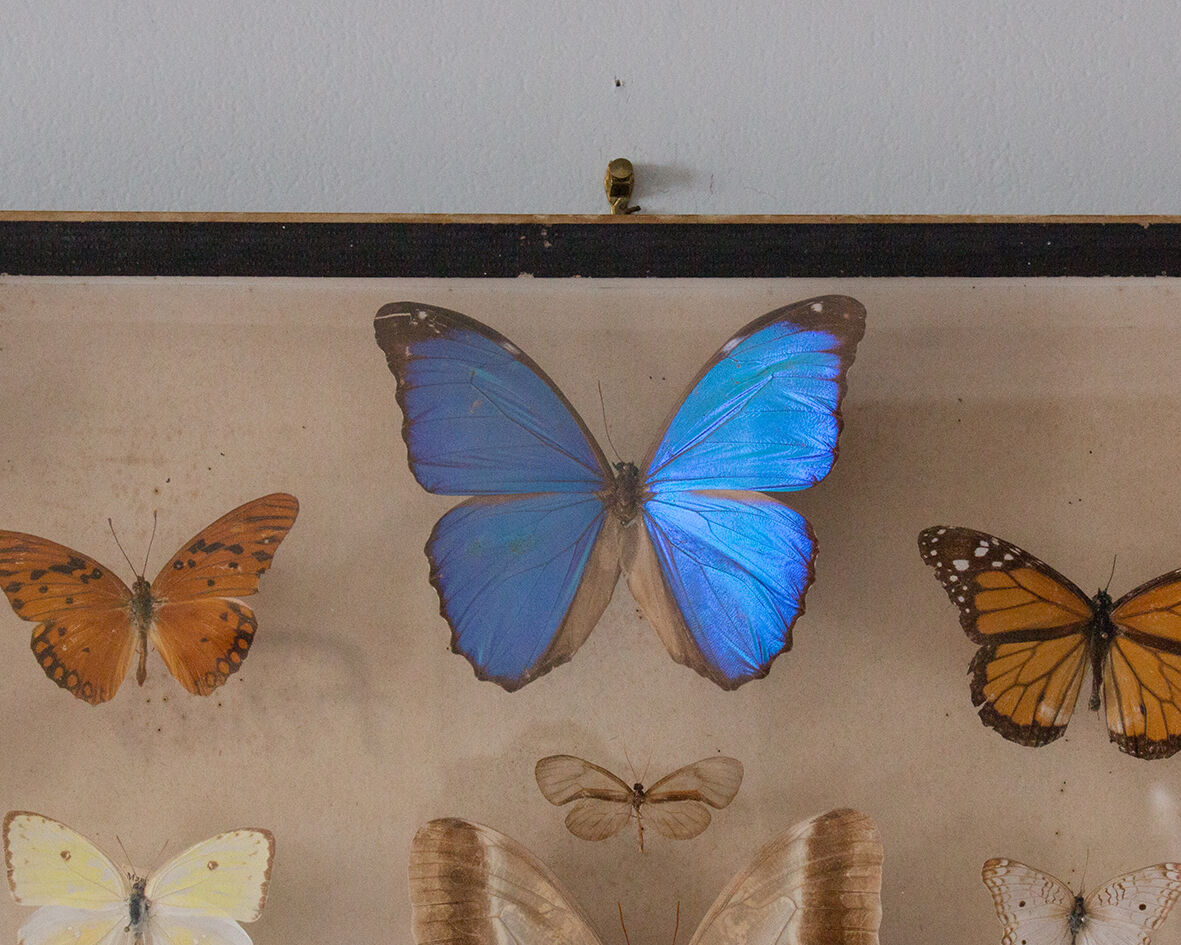 Framed butterflies