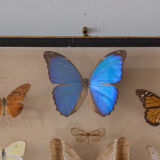 Framed butterflies